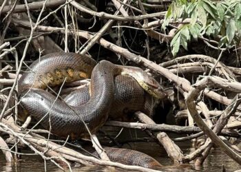 Cobra gigante, espécie nova