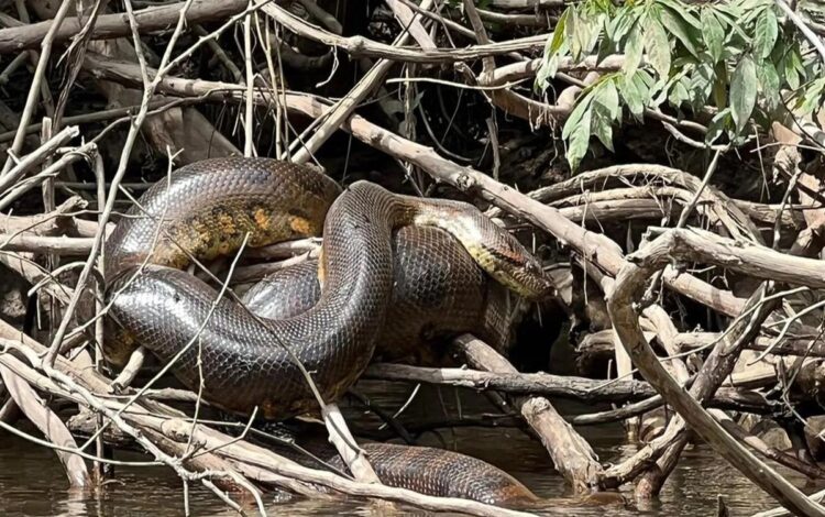 Cobra gigante, espécie nova