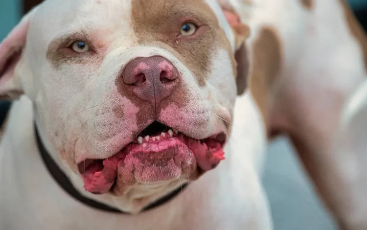 Ataque de Pit Bull, Ataque Canino, Ataque de Cachorros