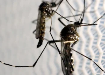 risco de infecção pelo aedes, contaminação pelo aedes, transmissão pelo aedes