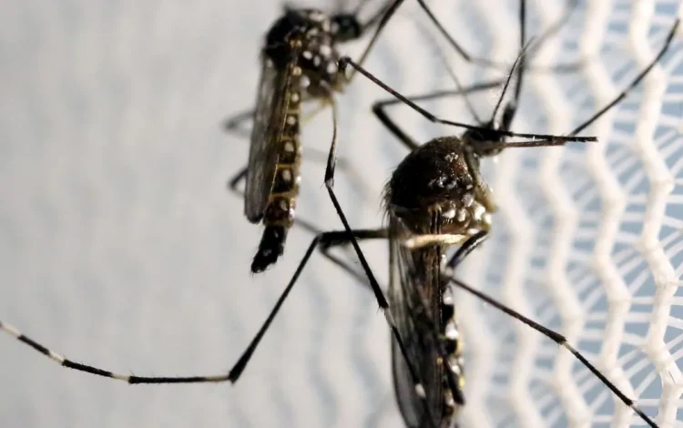 risco de infecção pelo aedes, contaminação pelo aedes, transmissão pelo aedes