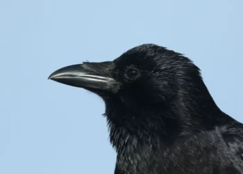 rolos, corvids, corvine, corvidae, corvus-corax, corvus-brachyrhynchos;