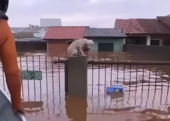 animais rescuidos, animais salvas.