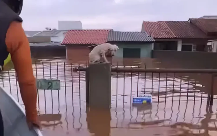 animais rescuidos, animais salvas.