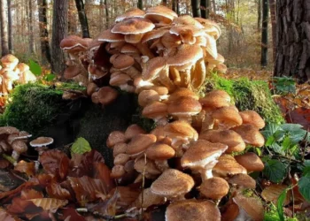 cogumelo do mel, Armillaria mellea;