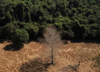 mata Atlântica, floresta tropical;