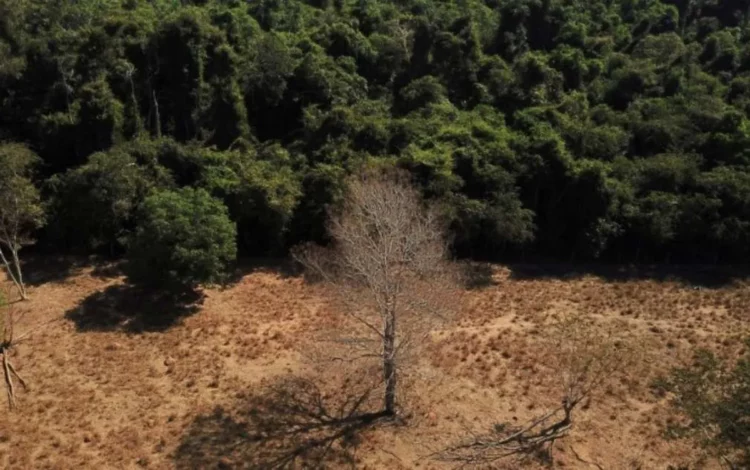 mata Atlântica, floresta tropical;