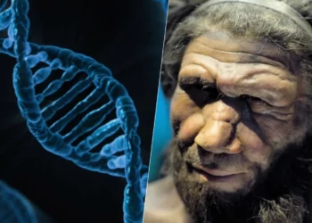 legado, genético de Neandertais, vestígios genéticos de Neandertais;