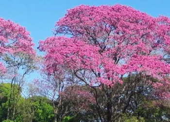 árvores, árvore, árvores silvestres, árvores nativas, árvores matas, árvores florestais, árvores de floresta.