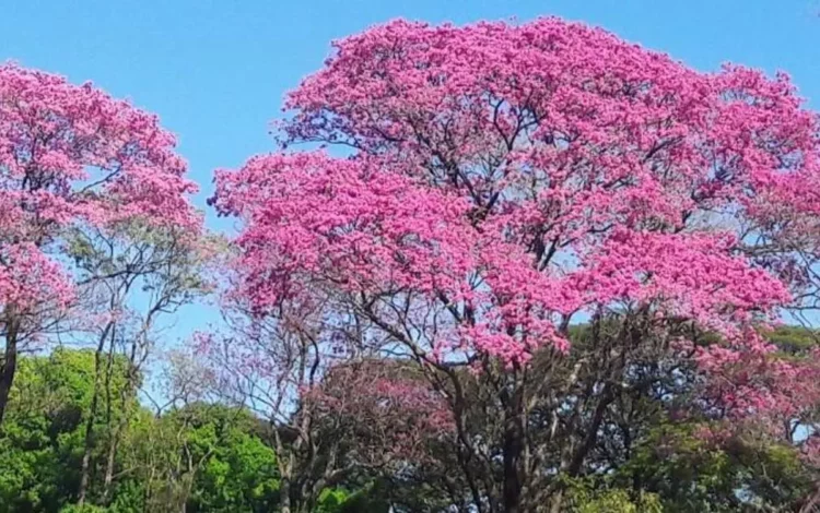 árvores, árvore, árvores silvestres, árvores nativas, árvores matas, árvores florestais, árvores de floresta.