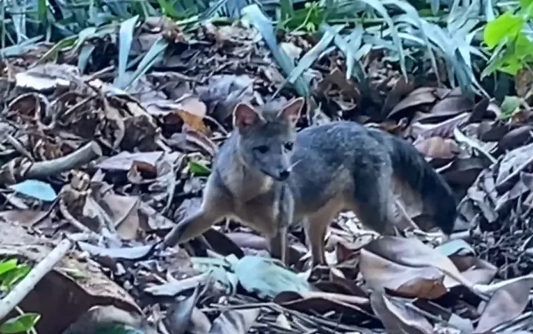 animal selvagem nativo, espécie;