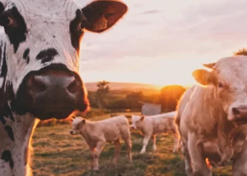 empresas, de carne, indústria, de carne;