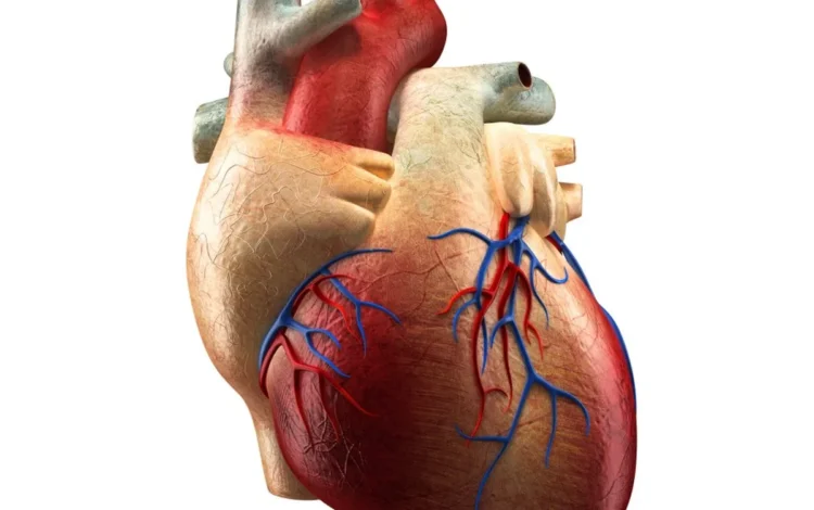 Insuficiência Cardiovascular