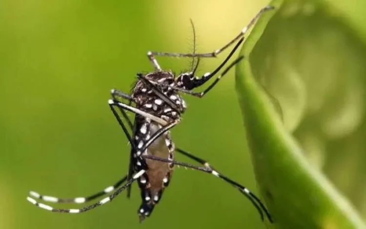 vacina, vacina atenuada, vacina contra dengue, vacina do Instituto Butantan;